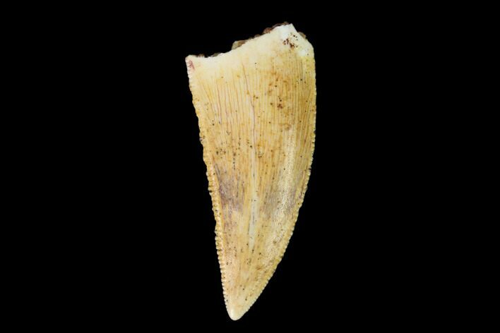 Serrated, Raptor Tooth - Real Dinosaur Tooth #149079